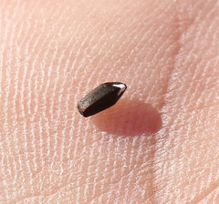 Dracocephalum multicaule