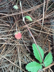 Fragaria mexicana