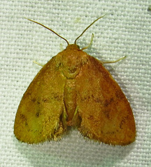 Heterogenea shurtleffi