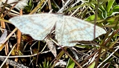 Scopula incanata