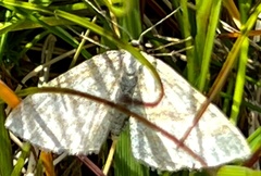 Scopula incanata