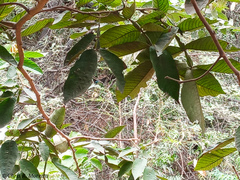 Momotus subrufescens