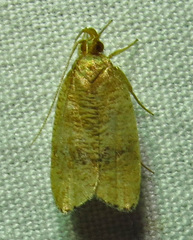 Psilocorsis cryptolechiella