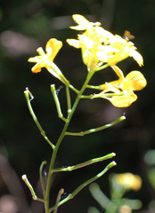 Erysimum aureum