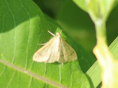 Helvibotys helvialis