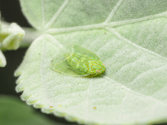 Kallitaxila granulata