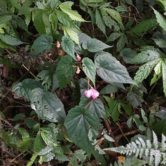 Begonia wutaiana