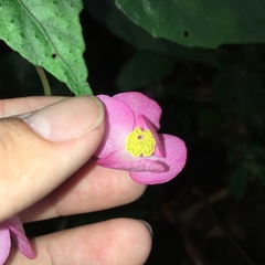 Begonia wutaiana