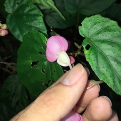 Begonia wutaiana