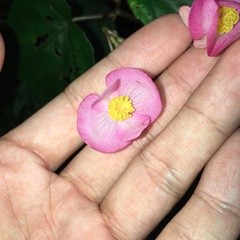 Begonia wutaiana