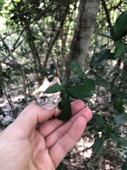 Hyperacanthus amoenus