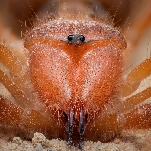 Iberian Solifugid