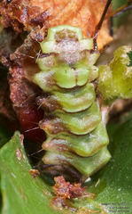 Allosmaitia strophius