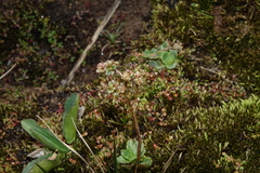 Micranthes foliolosa