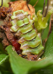 Allosmaitia strophius