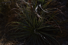 Puya ferruginea
