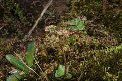 Micranthes foliolosa