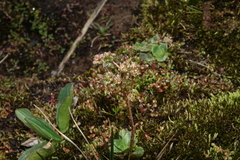 Micranthes foliolosa