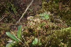 Micranthes foliolosa