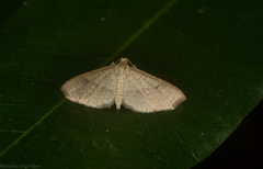 Addaea subtessellata