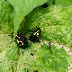 Callistethus auronitens