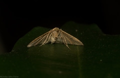 Addaea subtessellata