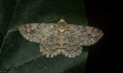 Cleora decisaria