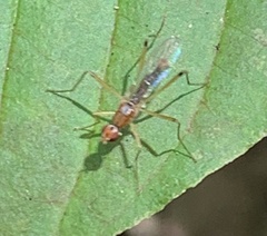 Compsobata