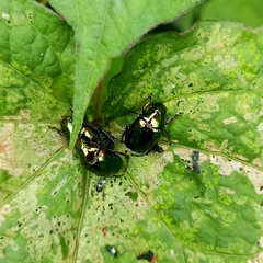 Callistethus auronitens