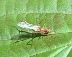 Compsobata