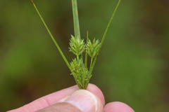Cyperus schweinitzii