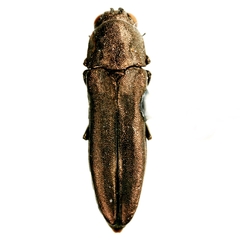 Agrilus muticus