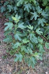 Ficus carica