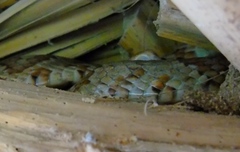 Trimorphodon paucimaculatus