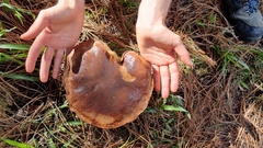 Suillus luteus