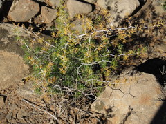 Asparagus exuvialis