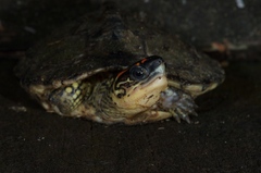 Rhinoclemmys punctularia