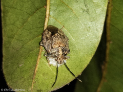 Discocephalinae
