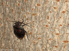 Discocephalinae