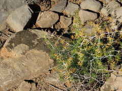 Asparagus exuvialis
