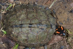 Rhinoclemmys punctularia