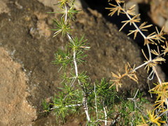Asparagus exuvialis
