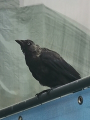 Corvus monedula