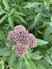 Eupatorium cannabinum