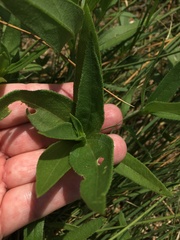 Helianthus paradoxus
