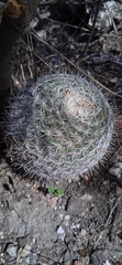 Mammillaria haageana haageana