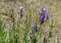 Penstemon venustus