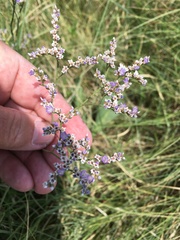 Limonium limbatum