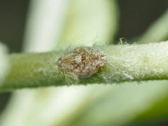 Scolypopa australis
