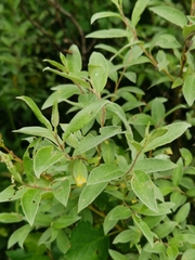 Salix lapponum